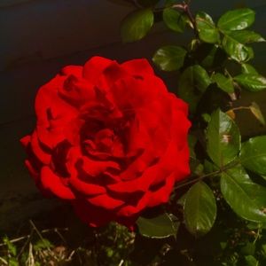 Meet your Posher, Destiny